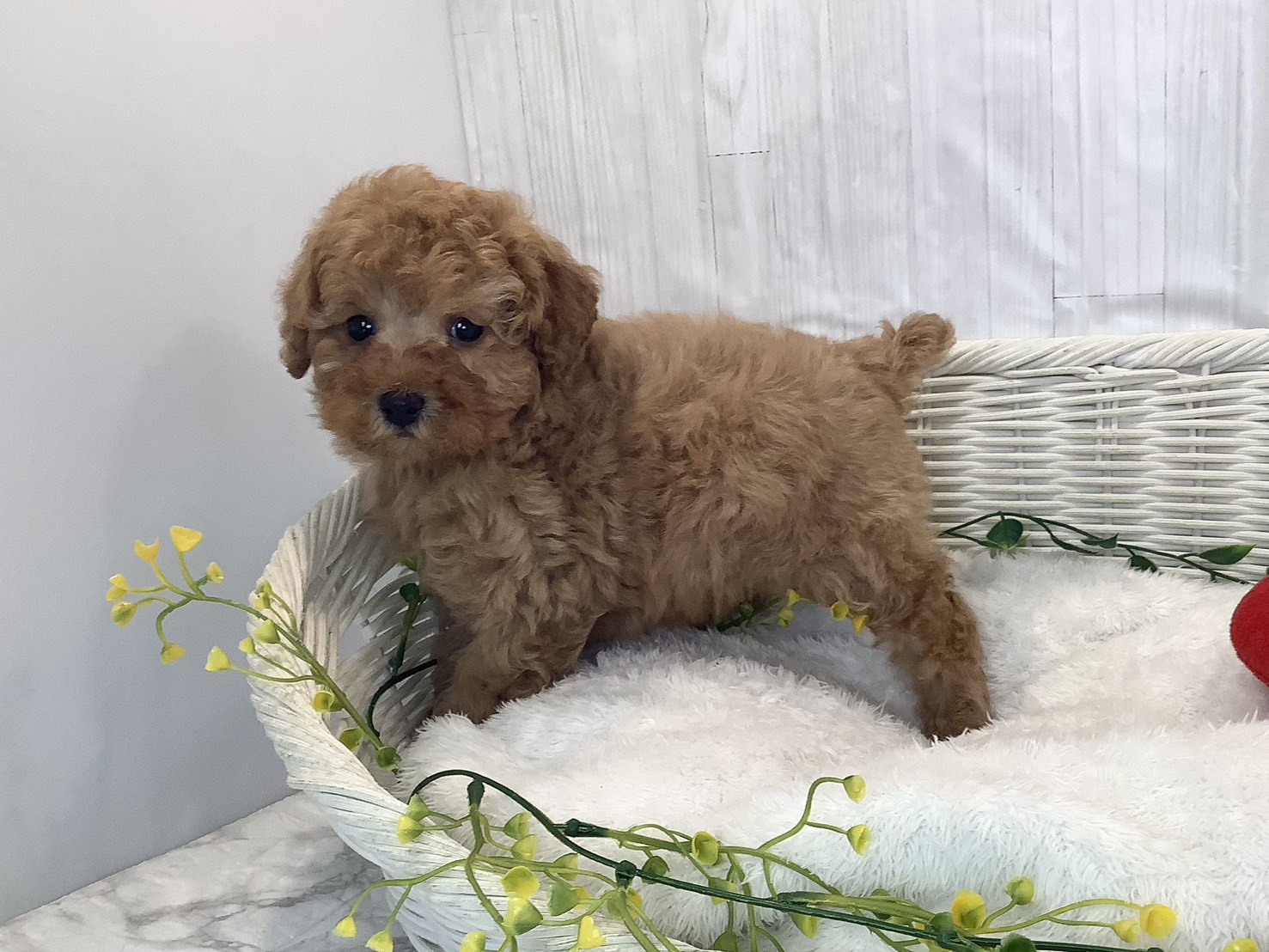 奈良県のトイプードル(トイ) (マルエスペット いかるが店/2026年1月25日生まれ/男の子/オレンジフォーン)の子犬の2枚目の画像