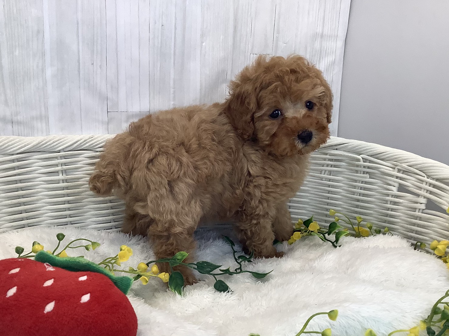 奈良県のトイプードル(トイ) (マルエスペット いかるが店/2026年1月25日生まれ/男の子/オレンジフォーン)の子犬の3枚目の画像