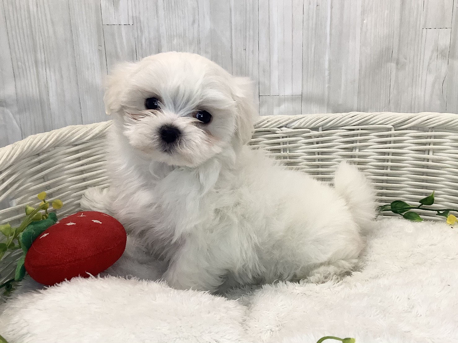 奈良県のマルチーズ (マルエスペット いかるが店/2026年1月24日生まれ/男の子/ホワイト)の子犬