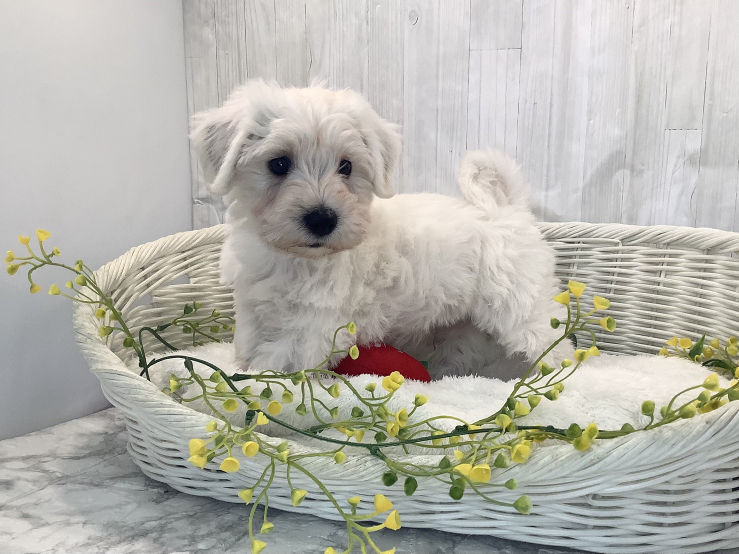 奈良県のハーフ犬・ミックス犬 (ペットアミ生駒店/2026年1月25日生まれ/男の子/ホワイト)の子犬の2枚目の画像