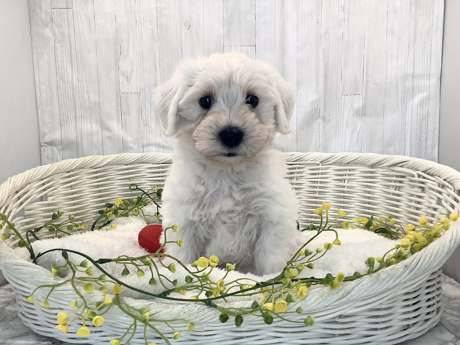 奈良県のハーフ犬・ミックス犬 (ペットアミ生駒店/2026年1月25日生まれ/男の子/ホワイト)の子犬の1枚目の画像