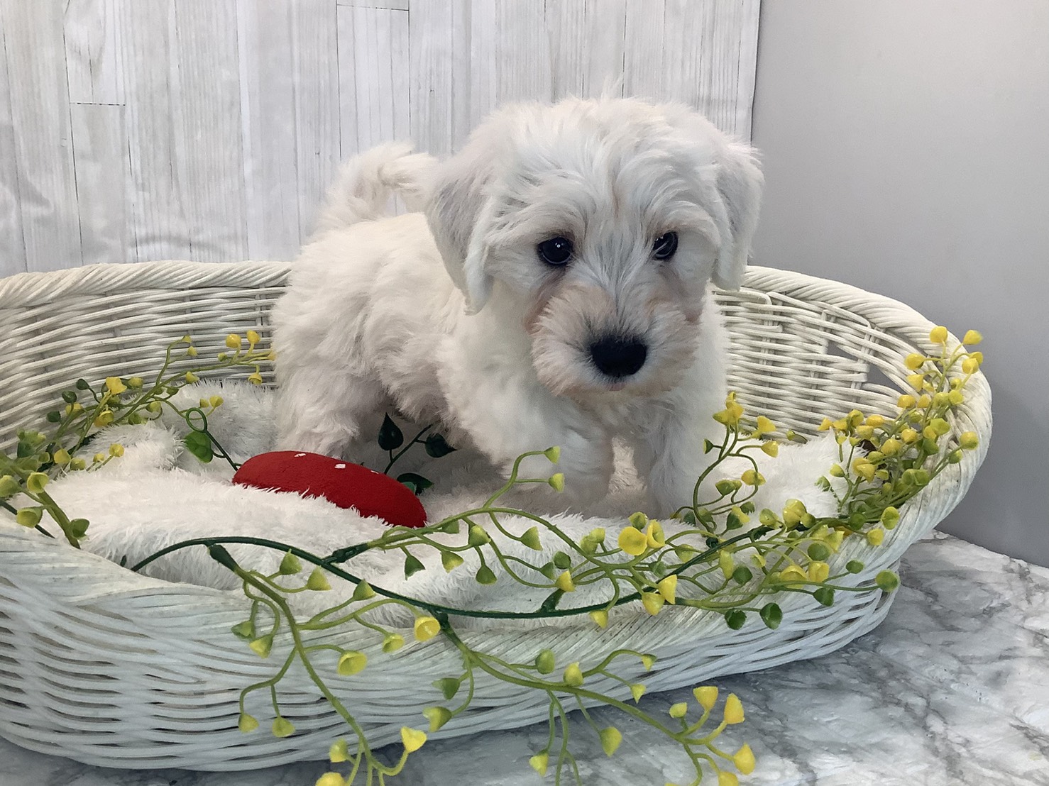 奈良県のハーフ犬・ミックス犬 (ペットアミ生駒店/2026年1月25日生まれ/男の子/ホワイト)の子犬の3枚目の画像