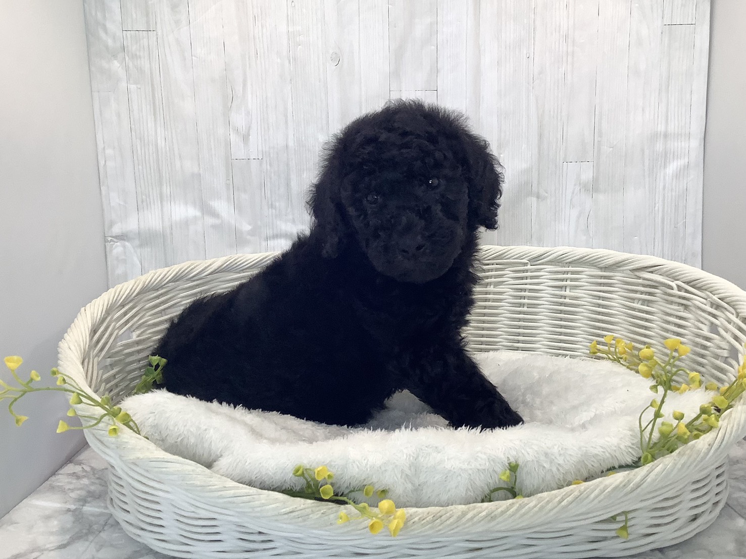 愛知県のスタンダードプードル (ペッツワン稲沢ハーモニーランド店/2026年1月26日生まれ/男の子/ブラック)の子犬の2枚目の画像