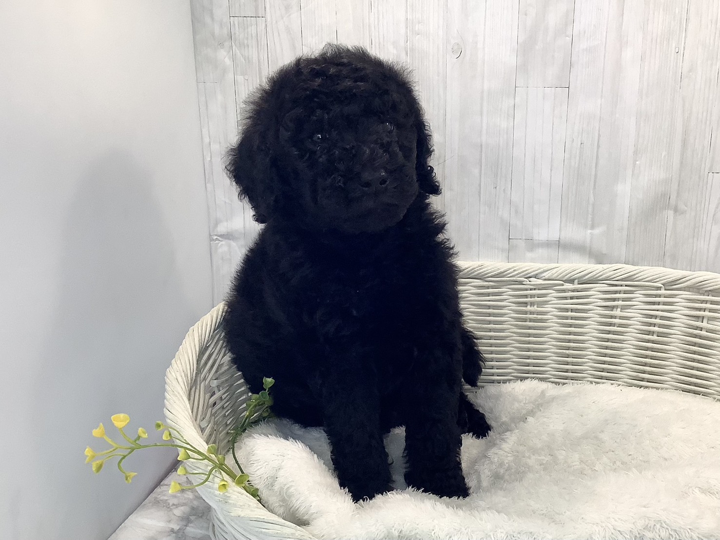 愛知県のスタンダードプードル (ペッツワン稲沢ハーモニーランド店/2026年1月26日生まれ/男の子/ブラック)の子犬の1枚目の画像