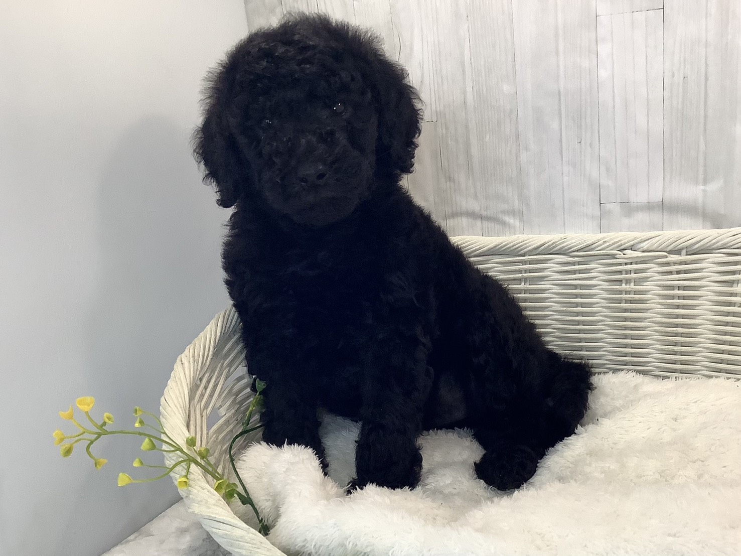 愛知県のスタンダードプードル (ペッツワン稲沢ハーモニーランド店/2026年1月26日生まれ/男の子/ブラック)の子犬の3枚目の画像