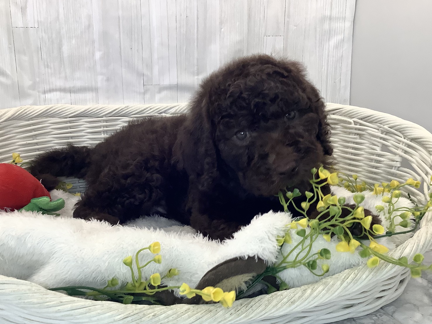 静岡県のスタンダードプードル (マルエスペットホームアシスト店/2026年1月26日生まれ/男の子/ブラウン)の子犬の2枚目の画像