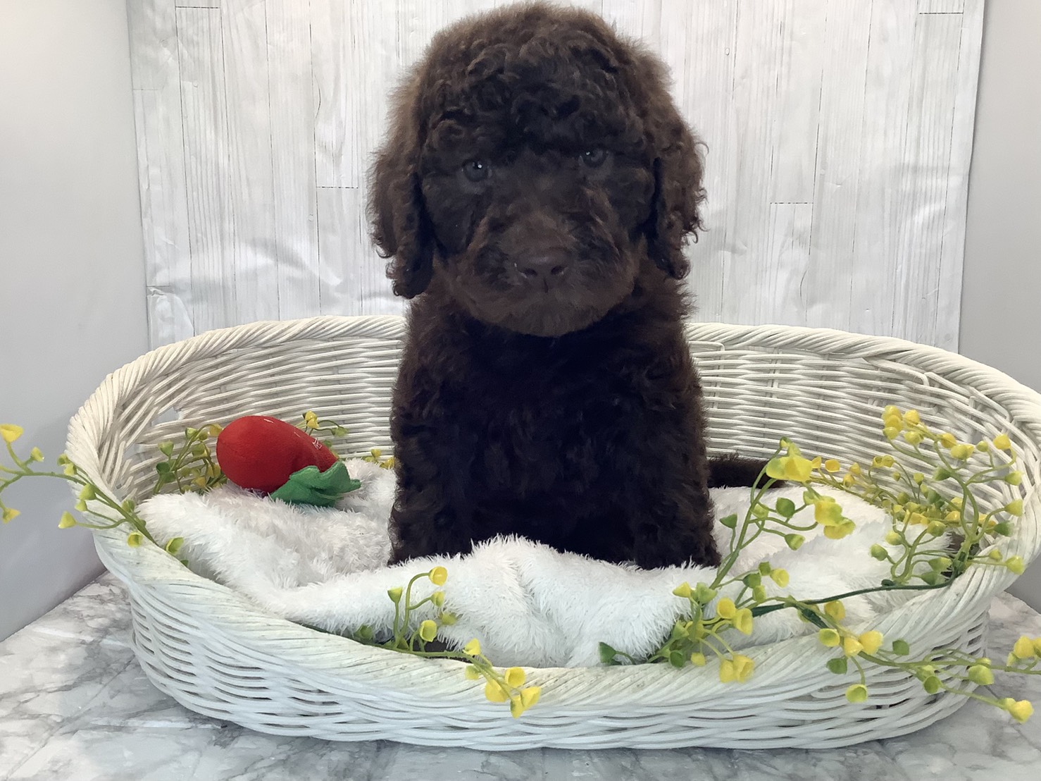 静岡県のスタンダードプードル (マルエスペットホームアシスト店/2026年1月26日生まれ/男の子/ブラウン)の子犬の1枚目の画像