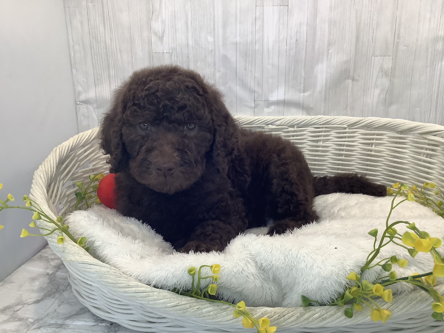 静岡県のスタンダードプードル (マルエスペットホームアシスト店/2026年1月26日生まれ/男の子/ブラウン)の子犬の3枚目の画像