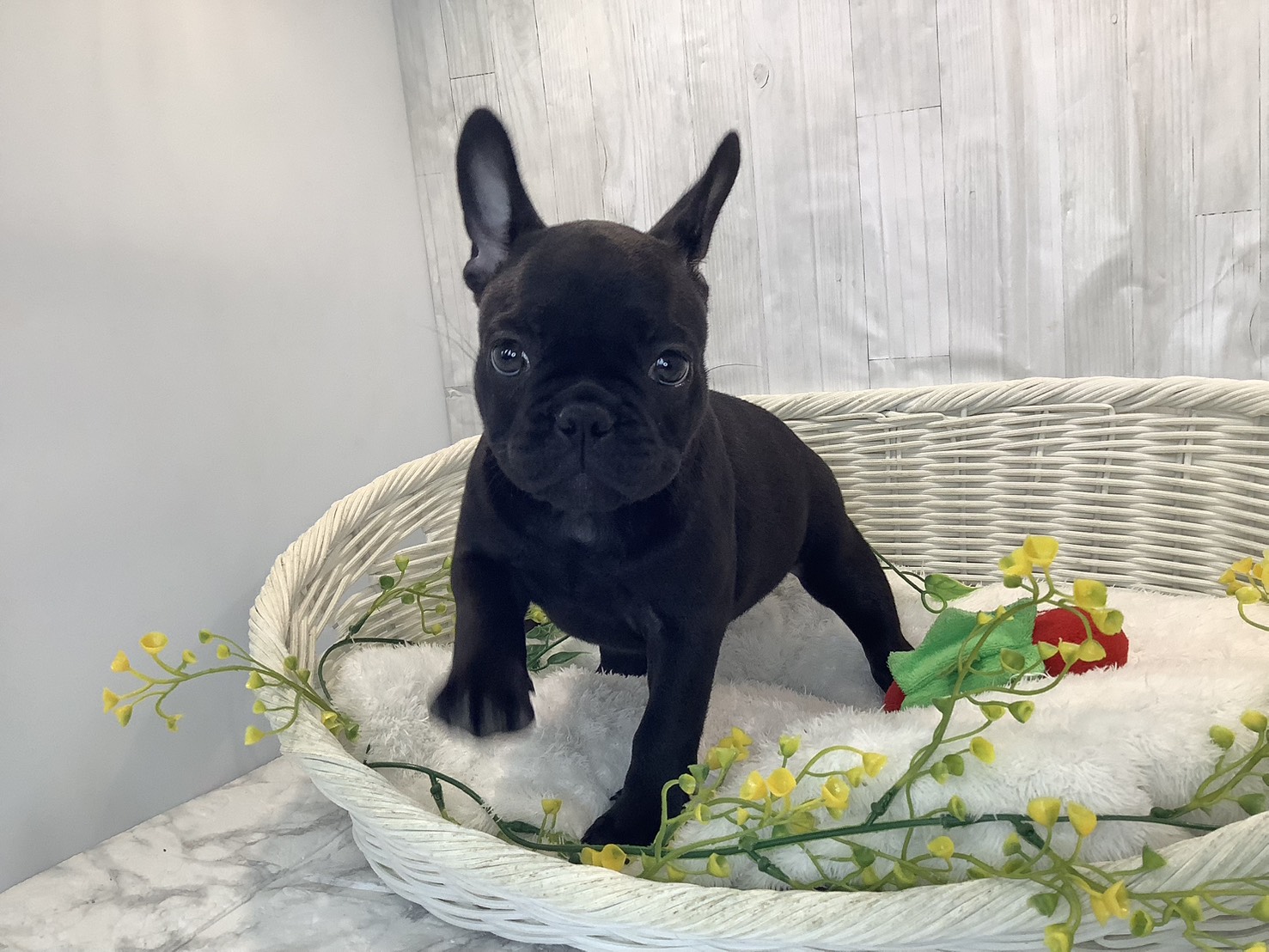 千葉県のフレンチブルドッグ (マルエスペット千鳥町店/2026年1月22日生まれ/女の子/ブリンドル)の子犬の2枚目の画像