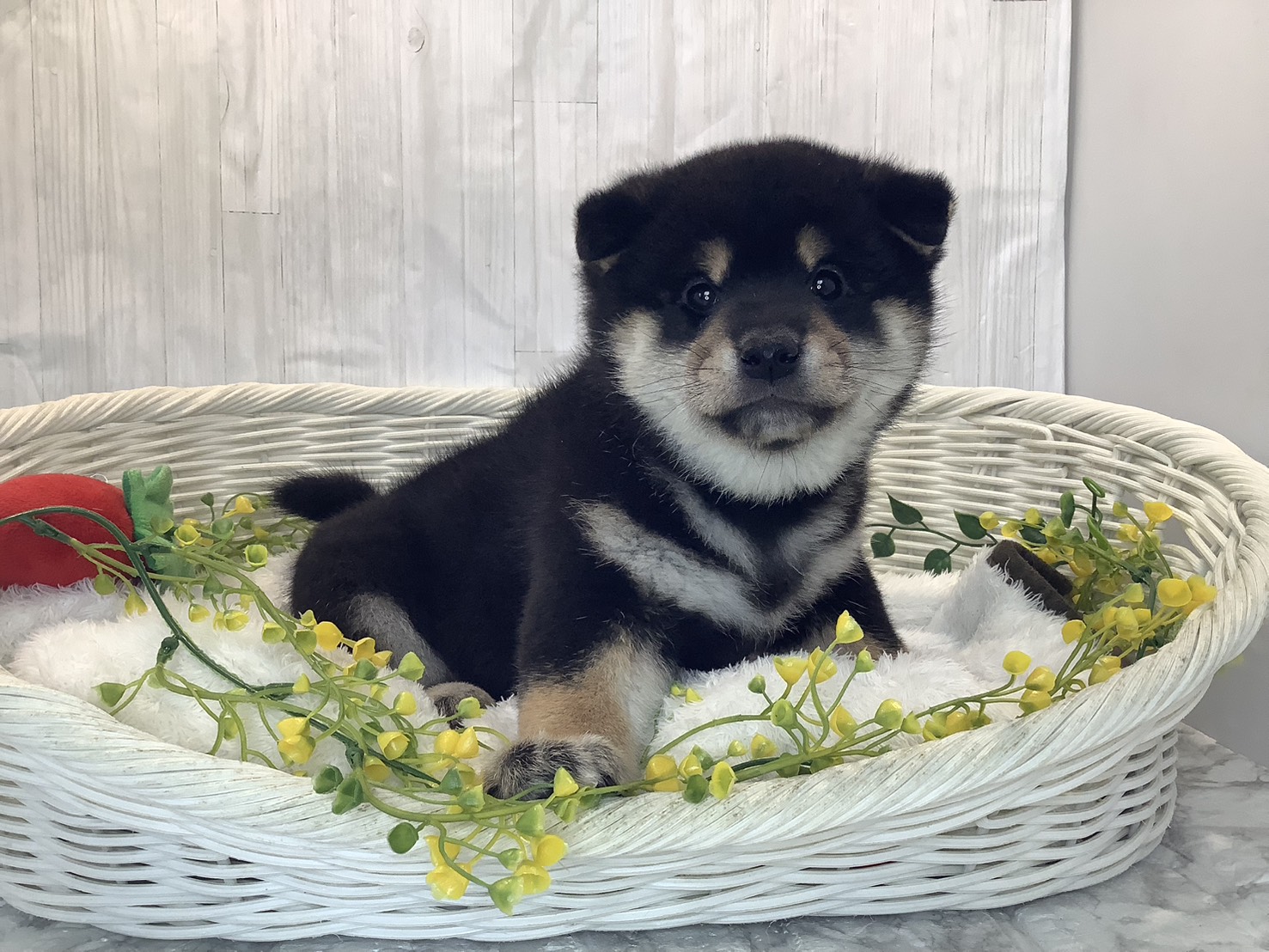 奈良県の柴犬(標準サイズ) (マルエスペット いかるが店/2026年1月26日生まれ/男の子/黒)の子犬の2枚目の画像