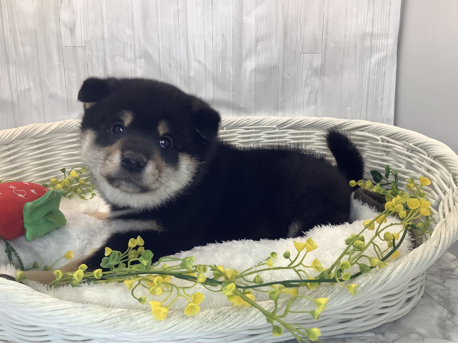 奈良県の柴犬(標準サイズ) (マルエスペット いかるが店/2026年1月26日生まれ/男の子/黒)の子犬の3枚目の画像