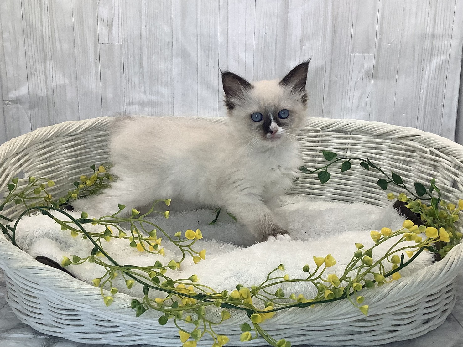 愛知県のラグドール (ペッツワン稲沢ハーモニーランド店/2026年1月22日生まれ/女の子/シールポイントバイカラー)の子猫の2枚目の画像