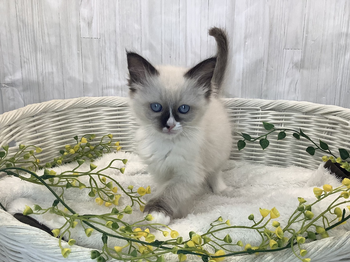 愛知県のラグドール (ペッツワン稲沢ハーモニーランド店/2026年1月22日生まれ/女の子/シールポイントバイカラー)の子猫の1枚目の画像