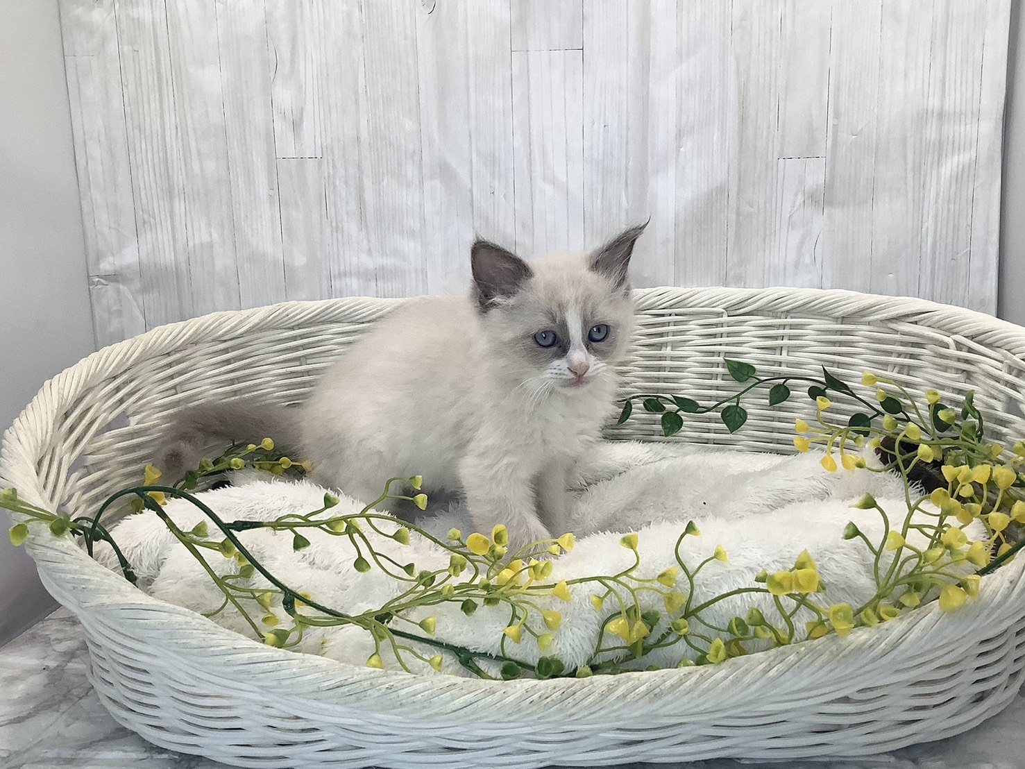 静岡県のラグドール (マルエスペット富士見台店/2026年1月22日生まれ/男の子/ブルーポイントバイカラー)の子猫の2枚目の画像