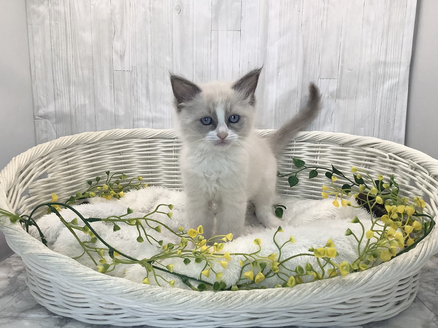 静岡県のラグドール (マルエスペット富士見台店/2026年1月22日生まれ/男の子/ブルーポイントバイカラー)の子猫の1枚目の画像