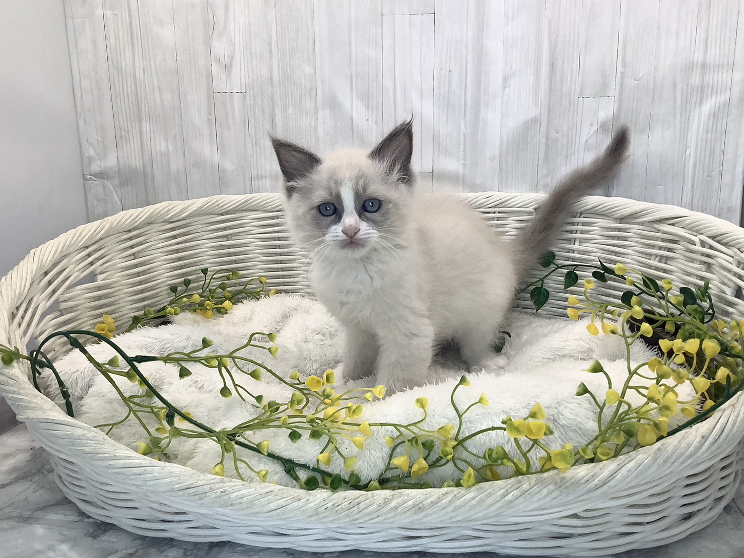 静岡県のラグドール (マルエスペット富士見台店/2026年1月22日生まれ/男の子/ブルーポイントバイカラー)の子猫の3枚目の画像