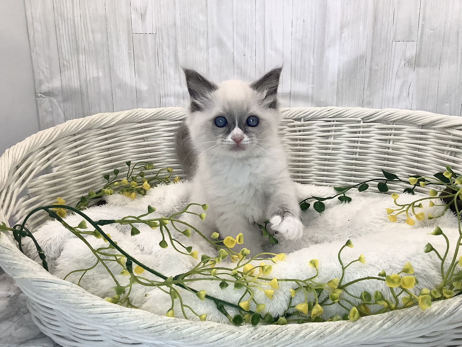 神奈川県のラグドール (マルエスペット相模大野店/2026年1月22日生まれ/男の子/ブルーポイントバイカラー)の子猫の1枚目の画像