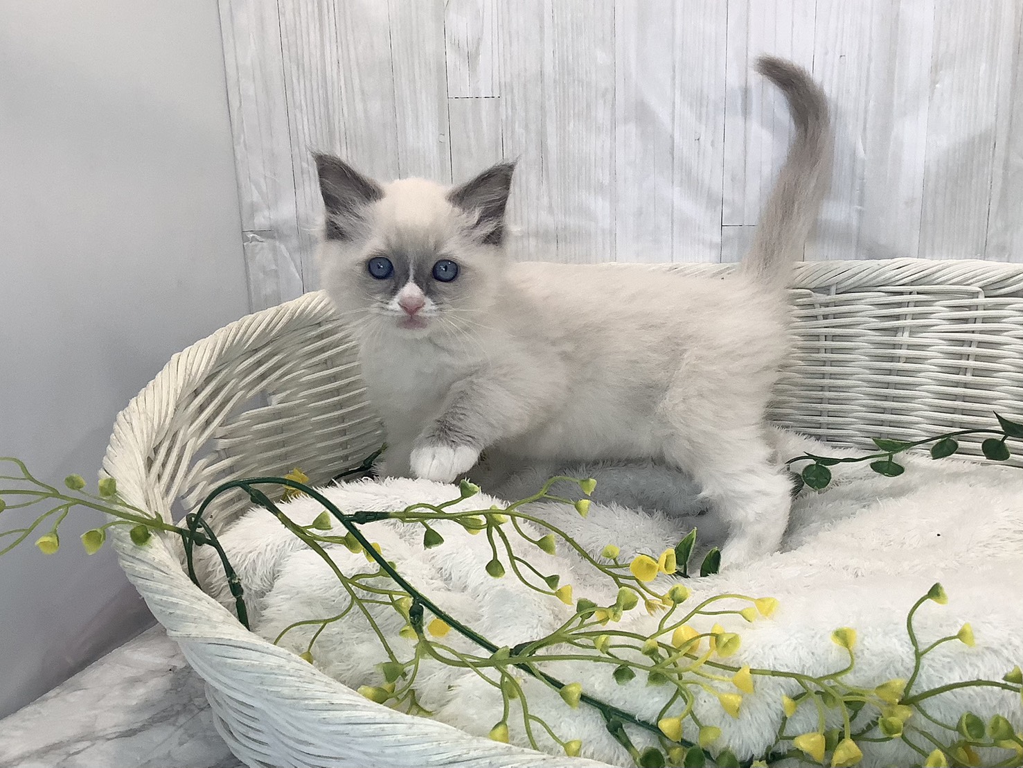 神奈川県のラグドール (マルエスペット相模大野店/2026年1月22日生まれ/男の子/ブルーポイントバイカラー)の子猫の3枚目の画像