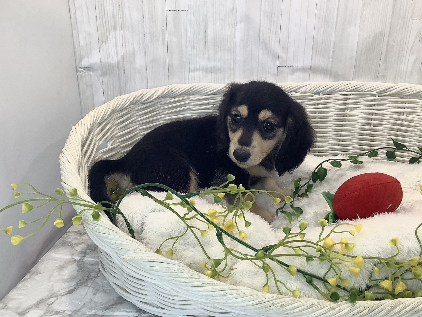 千葉県のミニチュアダックスフンド(ロング) (マルエスペット千鳥町店/2026年1月22日生まれ/女の子/ブラックイエロー)の子犬の2枚目の画像