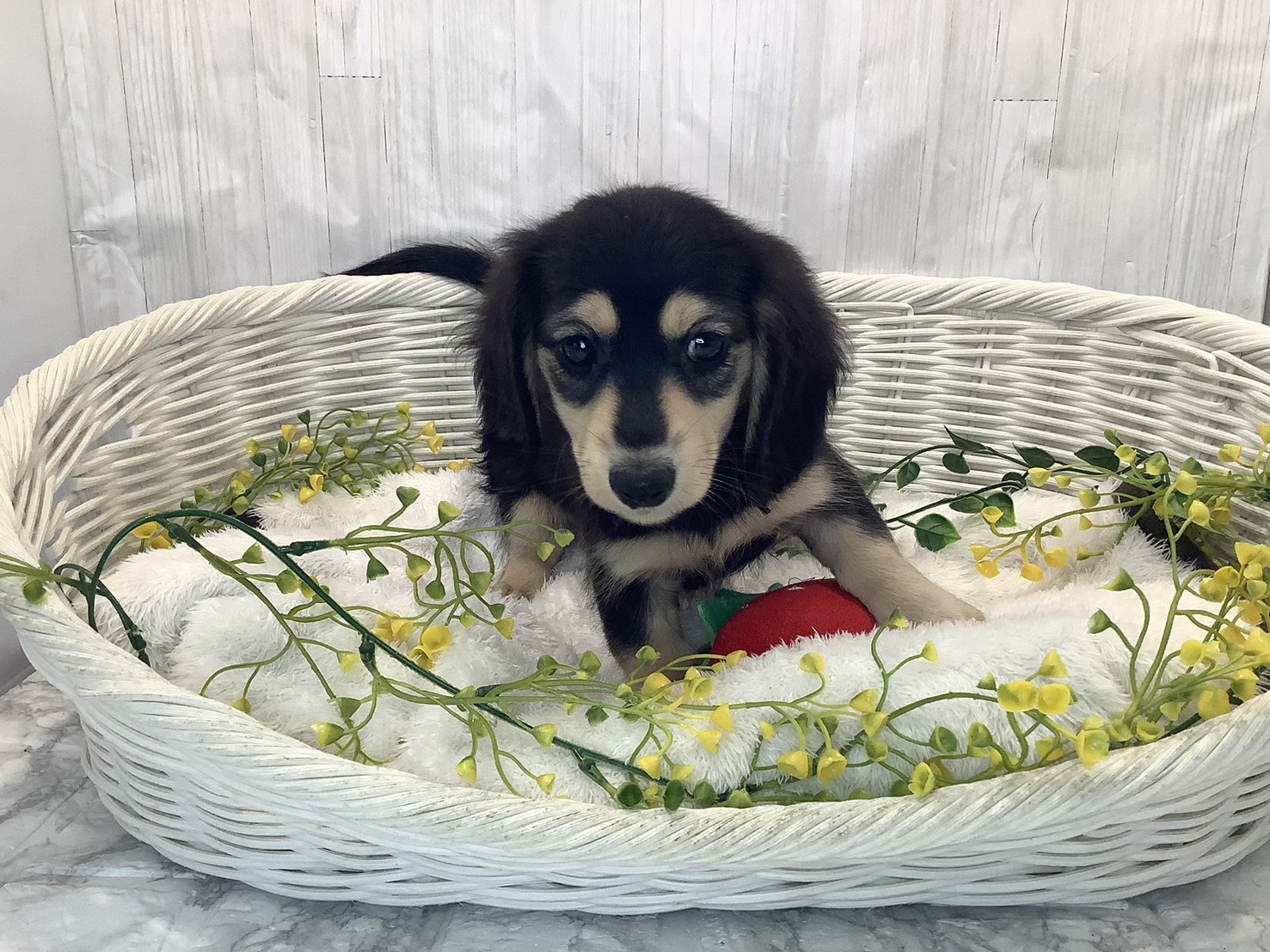 千葉県のミニチュアダックスフンド(ロング) (マルエスペット千鳥町店/2026年1月22日生まれ/女の子/ブラックイエロー)の子犬の1枚目の画像