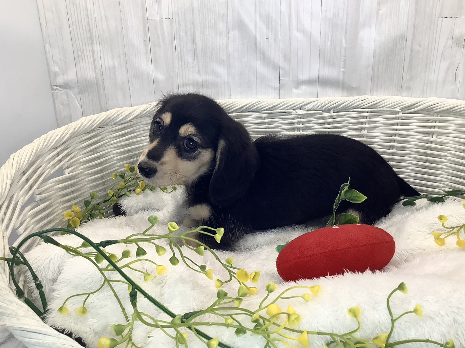 千葉県のミニチュアダックスフンド(ロング) (マルエスペット千鳥町店/2026年1月22日生まれ/女の子/ブラックイエロー)の子犬の3枚目の画像