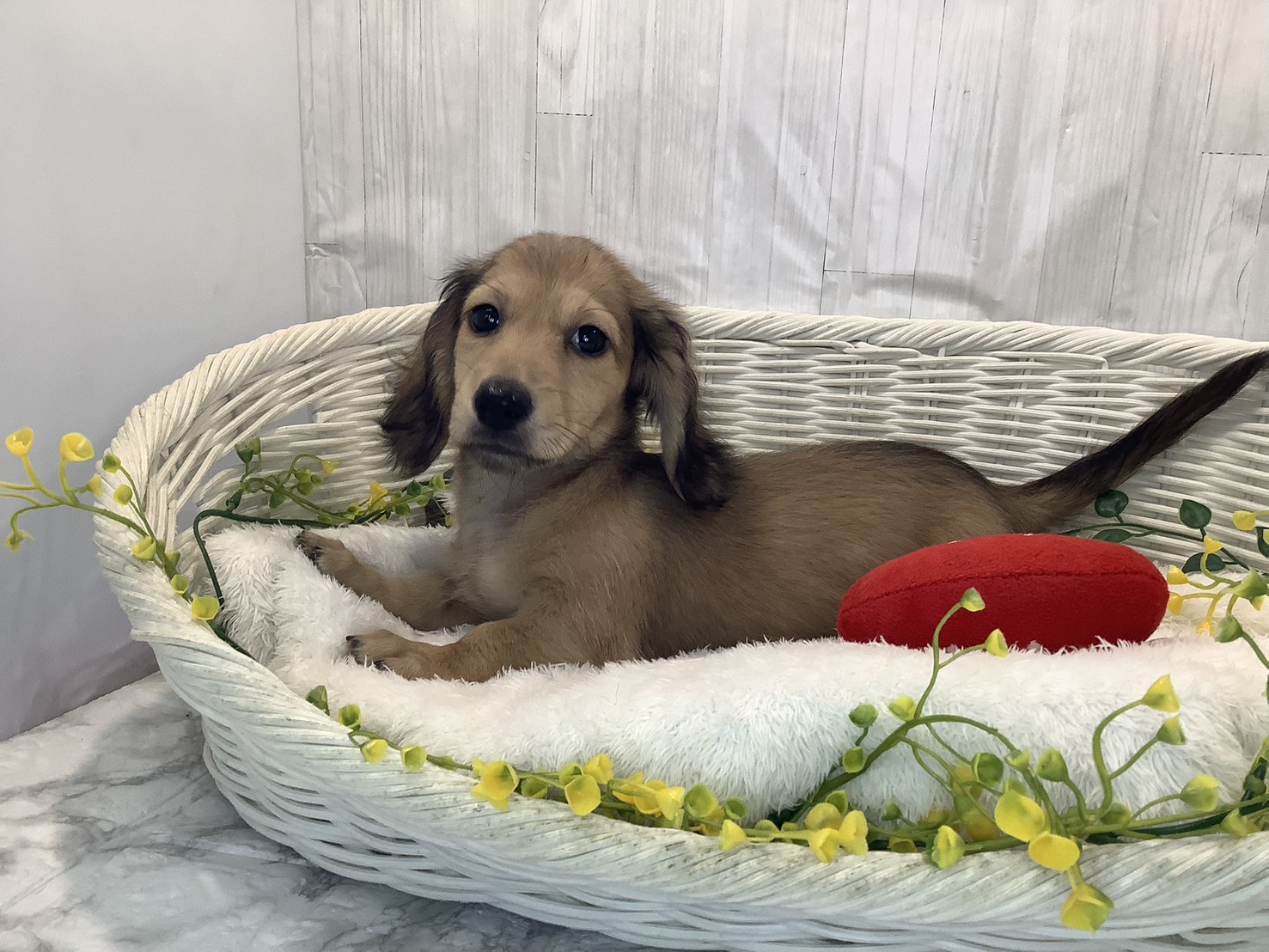 愛知県のミニチュアダックスフンド(ロング) (ペッツワン稲沢ハーモニーランド店/2026年1月22日生まれ/男の子/シェーデットイエロー)の子犬の1枚目の画像