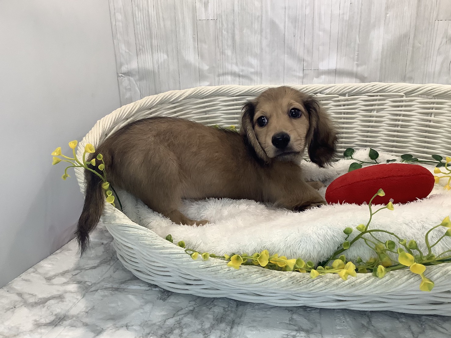 愛知県のミニチュアダックスフンド(ロング) (ペッツワン稲沢ハーモニーランド店/2026年1月22日生まれ/男の子/シェーデットイエロー)の子犬の3枚目の画像