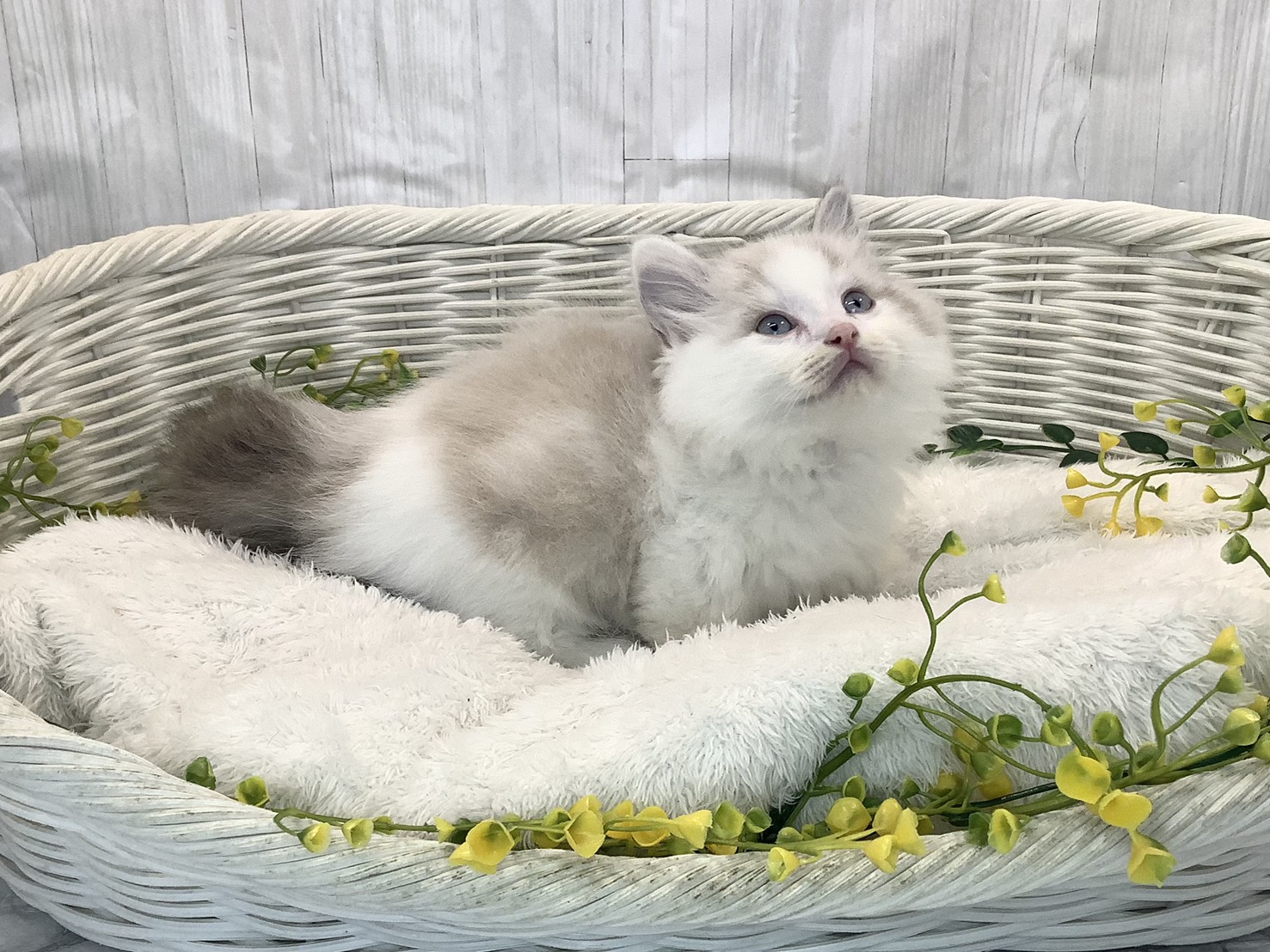 奈良県のハーフ犬・ミックス犬 (マルエスペット はんな店/2026年1月24日生まれ/男の子/シールポイント)の子猫の3枚目の画像