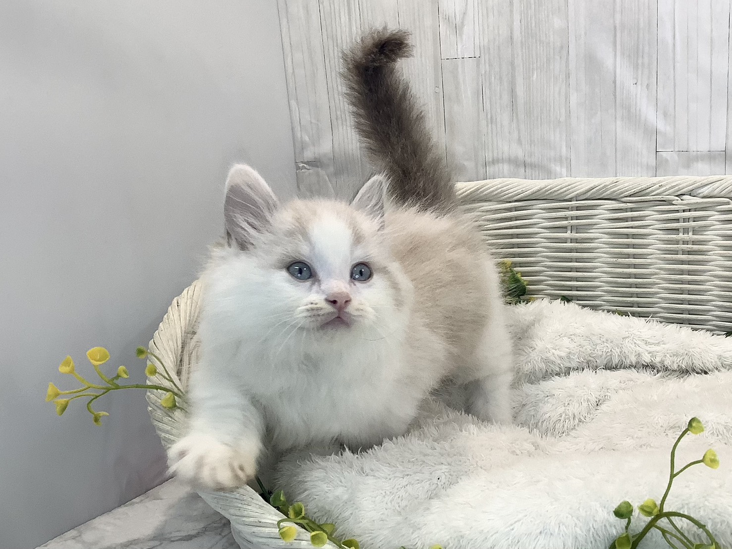 奈良県のハーフ犬・ミックス犬 (マルエスペット はんな店/2026年1月24日生まれ/男の子/シールポイント)の子猫