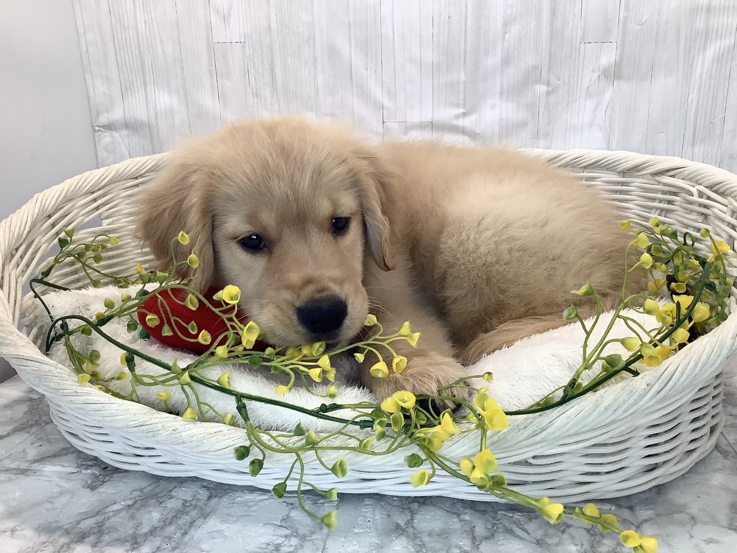 愛知県のゴールデンレトリバー (ペッツワン岡崎美合店/2026年1月20日生まれ/女の子/ゴールデン)の子犬の3枚目の画像