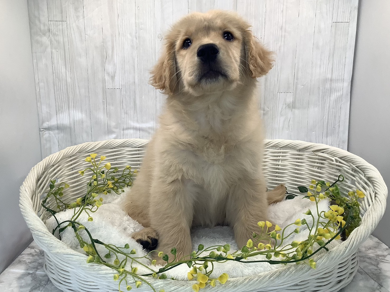 愛知県のゴールデンレトリバー (ペッツワン岡崎美合店/2026年1月20日生まれ/女の子/ゴールデン)の子犬の1枚目の画像