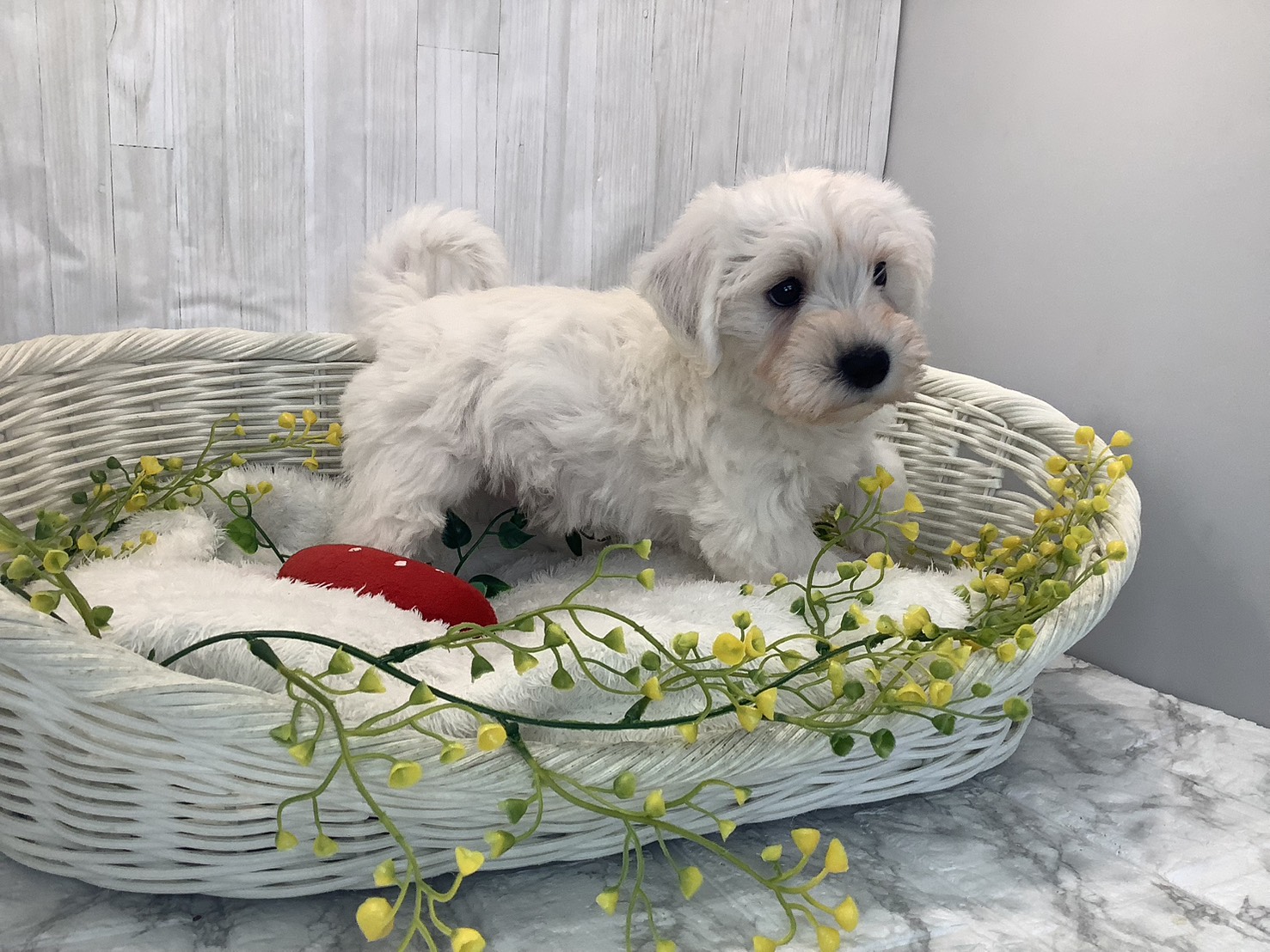 奈良県のハーフ犬・ミックス犬 (ペットアミ生駒店/2026年1月25日生まれ/男の子/ホワイト)の子犬の3枚目の画像