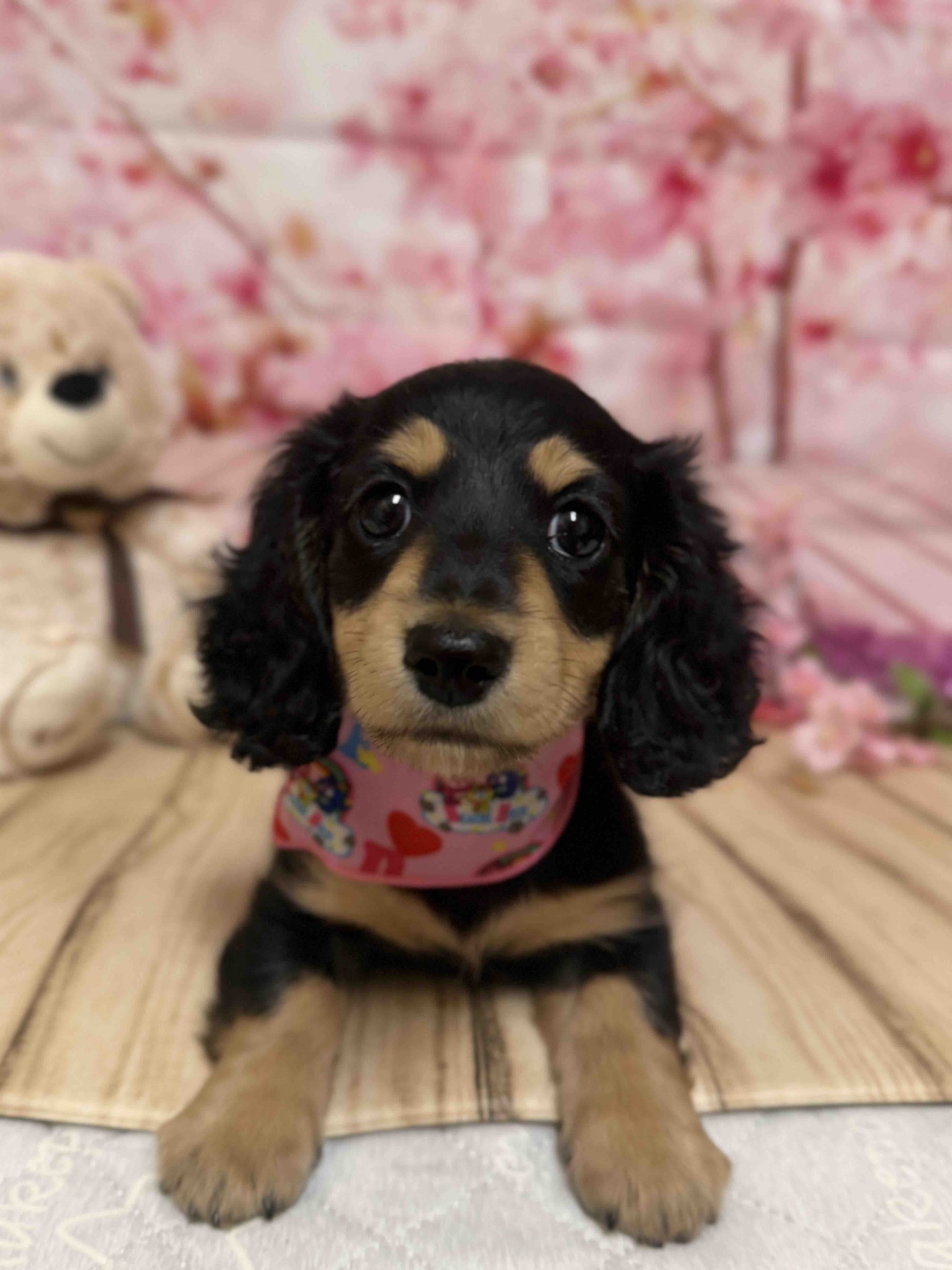 静岡県のミニチュアダックスフンド(ロング) (マルエスペット富士店/2026年1月18日生まれ/女の子/ブラックイエロー)の子犬の4枚目の画像