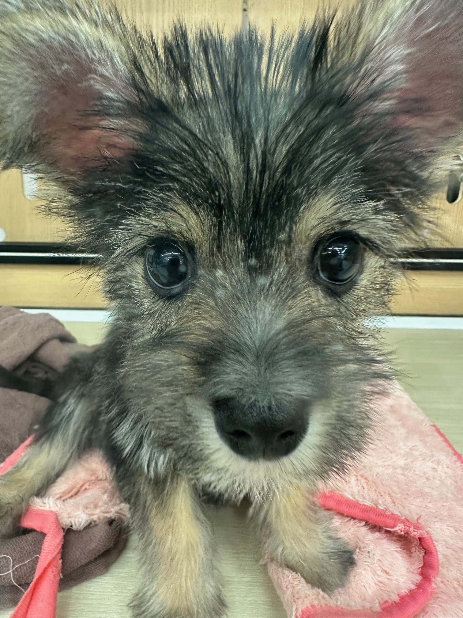 静岡県のハーフ犬・ミックス犬 (マルエスペット富士見台店/2025年12月6日生まれ/男の子/ソルトペッパー)の子犬の4枚目の画像