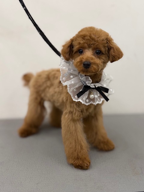 静岡県のトイプードル(トイ) (マルエスペット富士見台店/2025年11月8日生まれ/女の子/レッド)の子犬の4枚目の画像