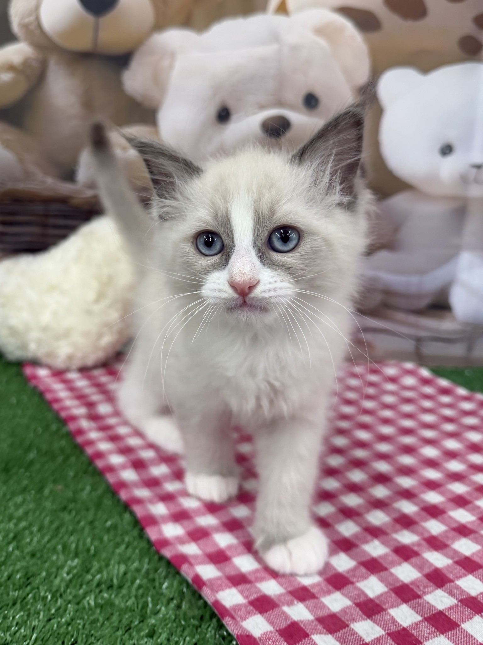 静岡県のラグドール (マルエスペット富士見台店/2026年1月22日生まれ/男の子/ブルーポイントバイカラー)の子猫の1枚目の画像