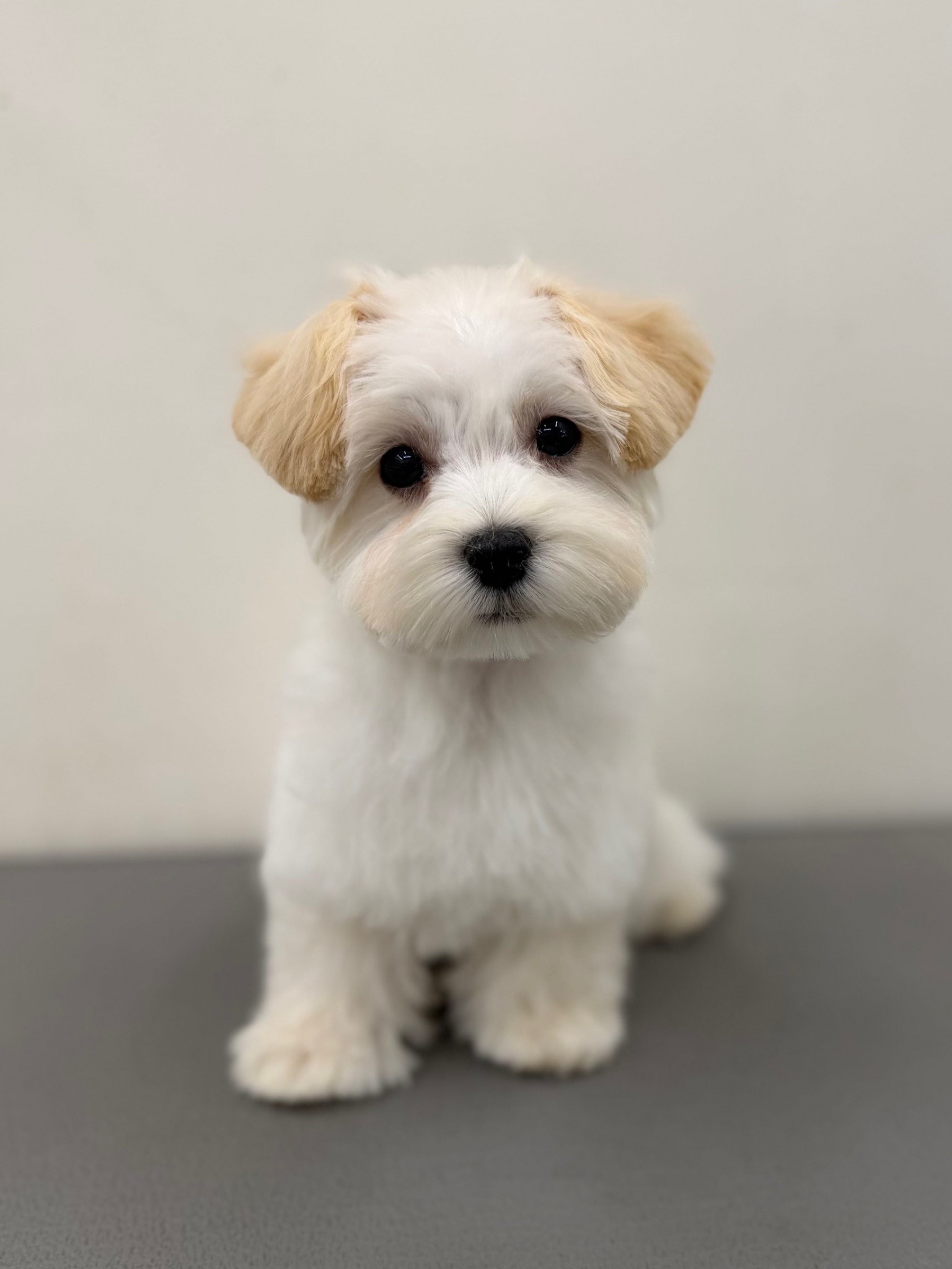 静岡県のマルプー(マルチーズ×プードル) (マルエスペット富士見台店/2025年12月21日生まれ/男の子/クリーム)の子犬の4枚目の画像