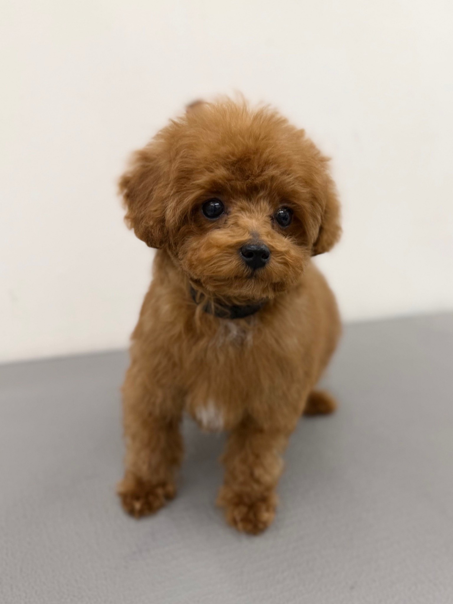 静岡県のトイプードル(トイ) (マルエスペット富士見台店/2025年12月10日生まれ/男の子/レッド)の子犬の4枚目の画像