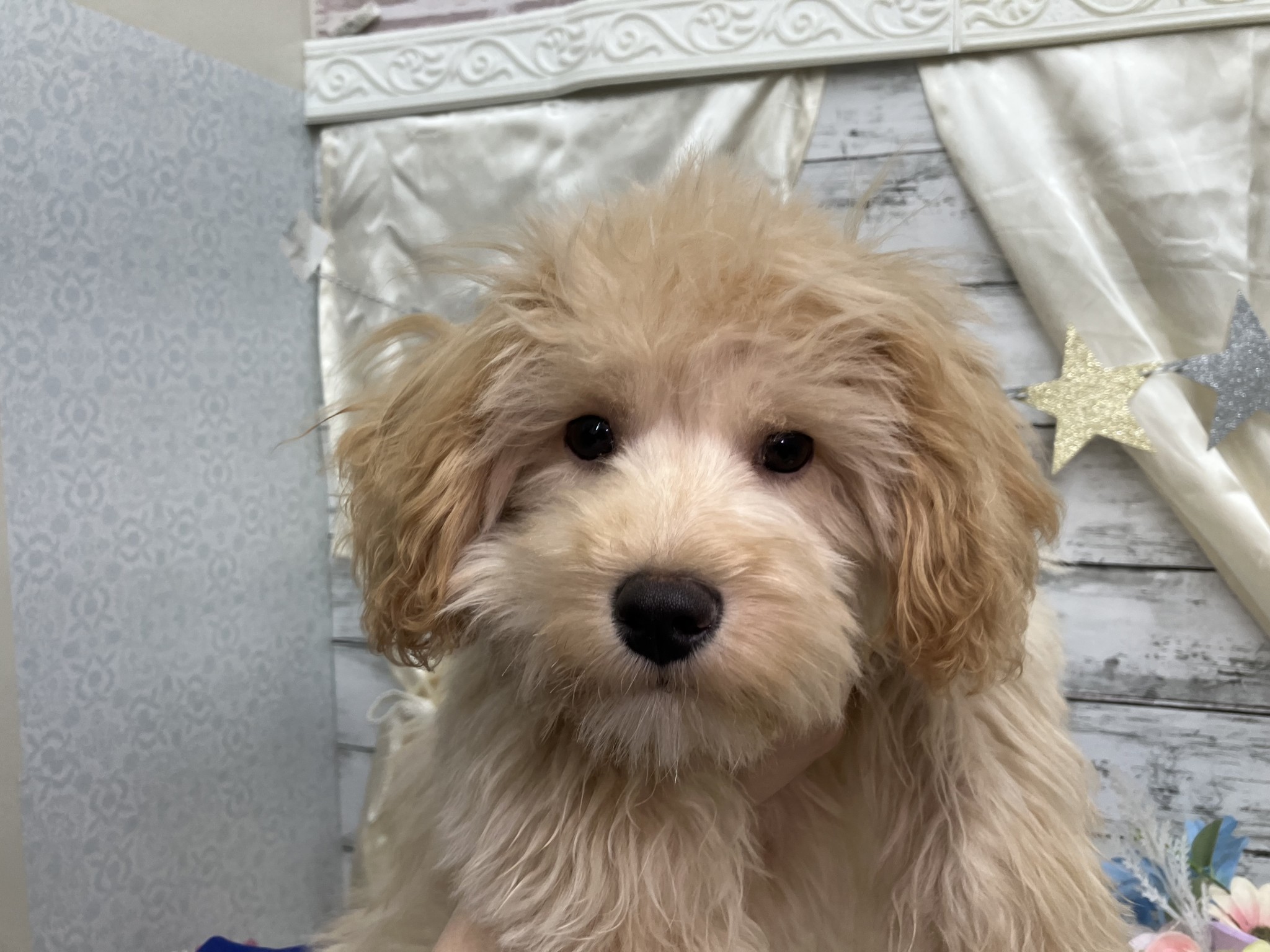 静岡県のペキプー(ペキニーズ×プードル) (マルエスペット島田店/2025年10月18日生まれ/男の子/クリーム)の子犬の4枚目の画像