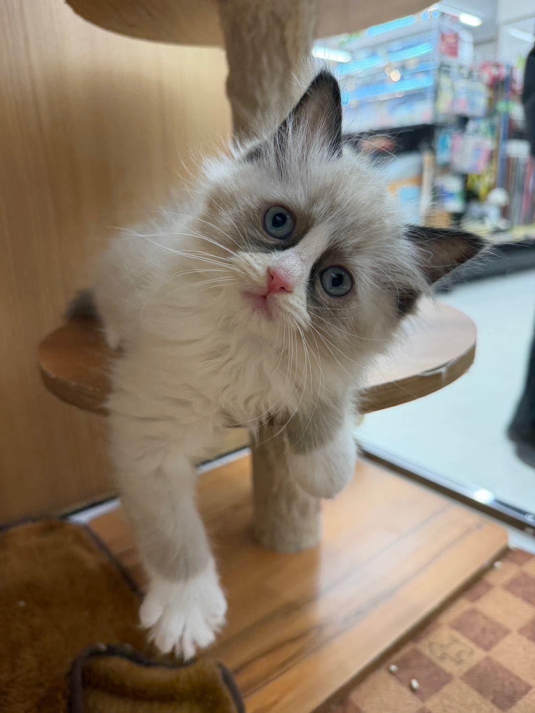 静岡県のラグドール (マルエスペット富士見台店/2026年1月15日生まれ/男の子/シールポイントバイカラー)の子猫の4枚目の画像