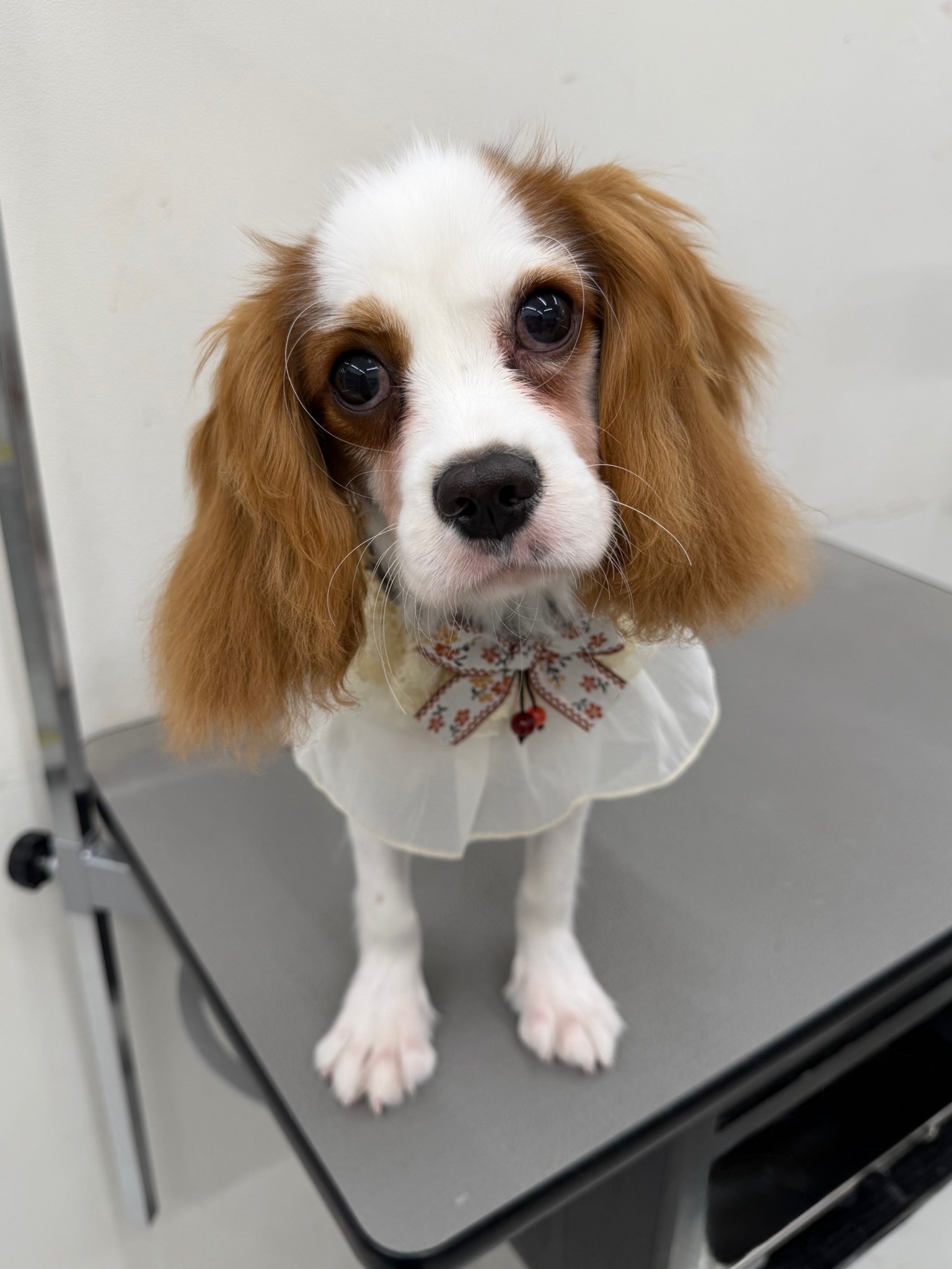 静岡県のキャバリアキングチャールズスパニエル (マルエスペット富士見台店/2025年10月10日生まれ/男の子/ブレンハイム)の子犬の4枚目の画像