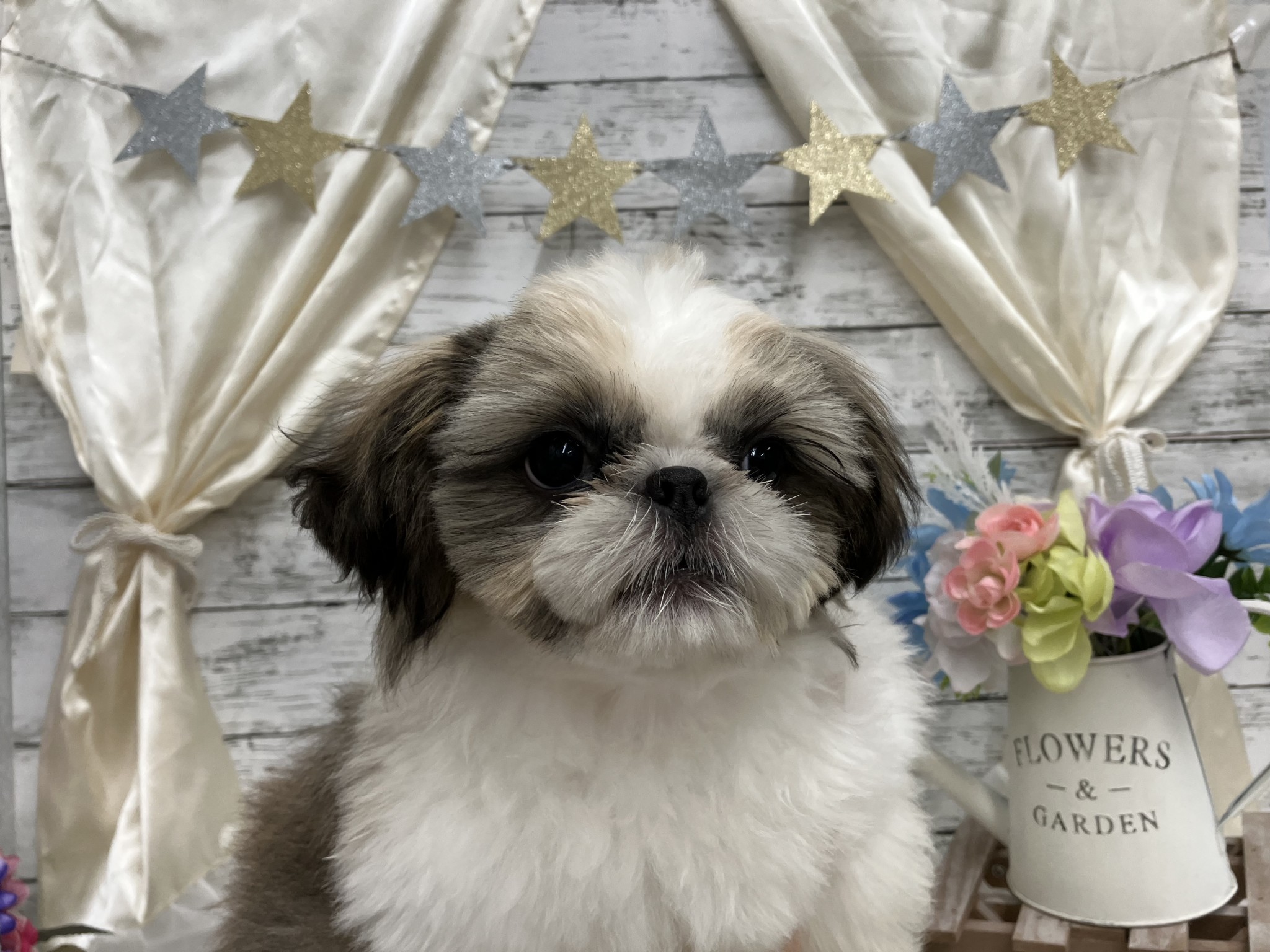 静岡県のシーズー (マルエスペット島田店/2025年11月4日生まれ/男の子/ゴールドホワイト)の子犬の4枚目の画像