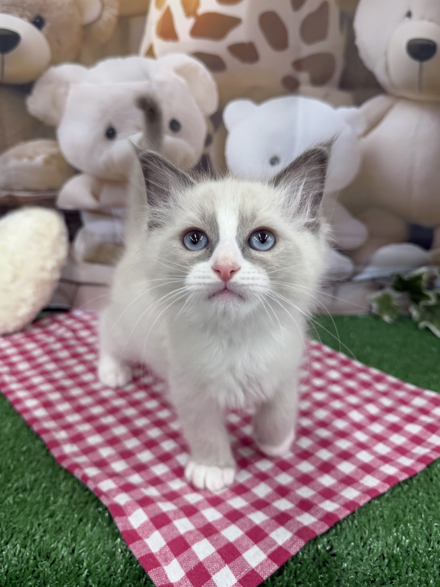 静岡県のラグドール (マルエスペット富士見台店/2026年1月22日生まれ/男の子/ブルーポイントバイカラー)の子猫の2枚目の画像