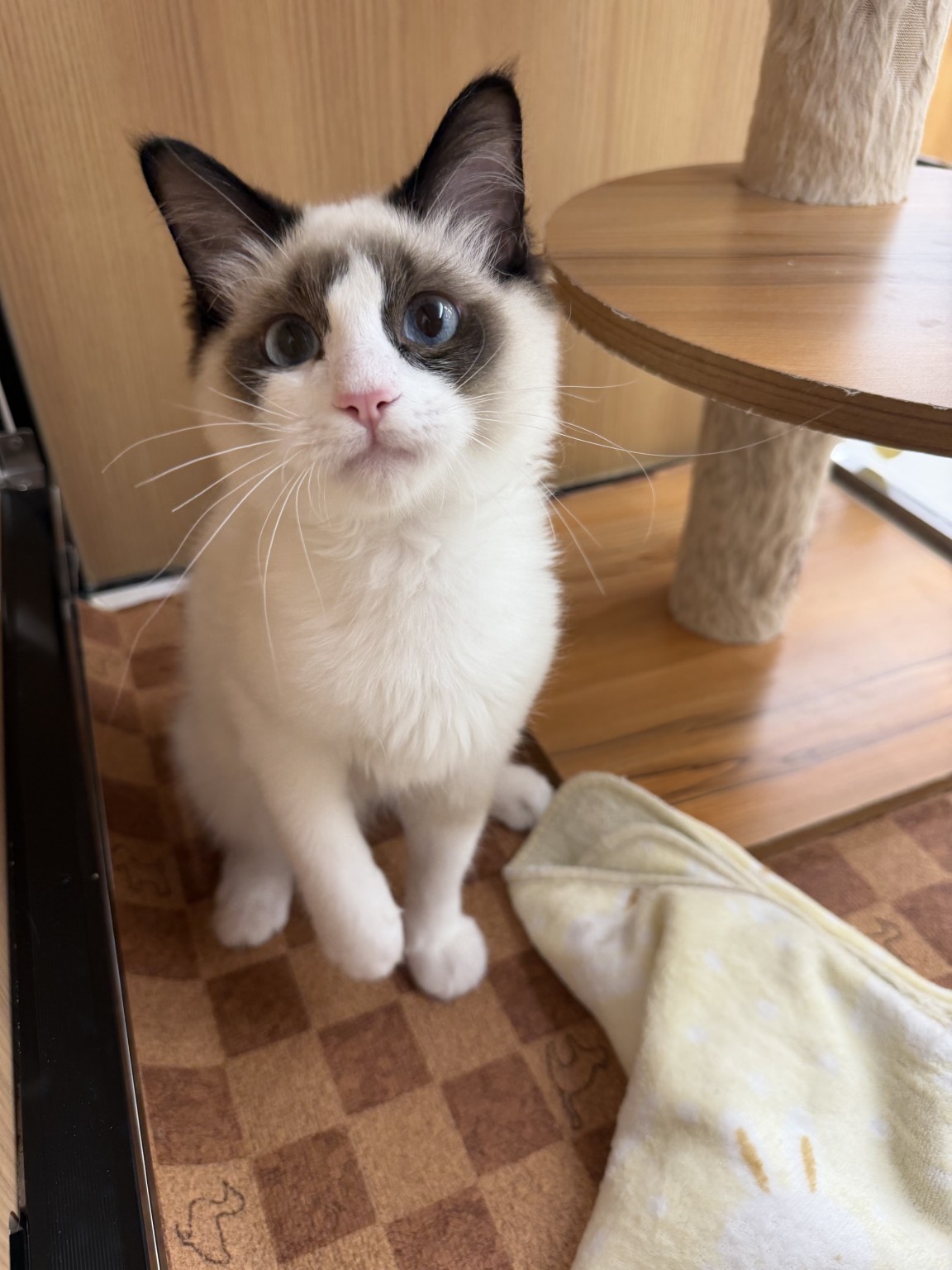 静岡県のラグドール (マルエスペット富士見台店/2025年10月17日生まれ/男の子/シールポイントバイカラー)の子猫の4枚目の画像