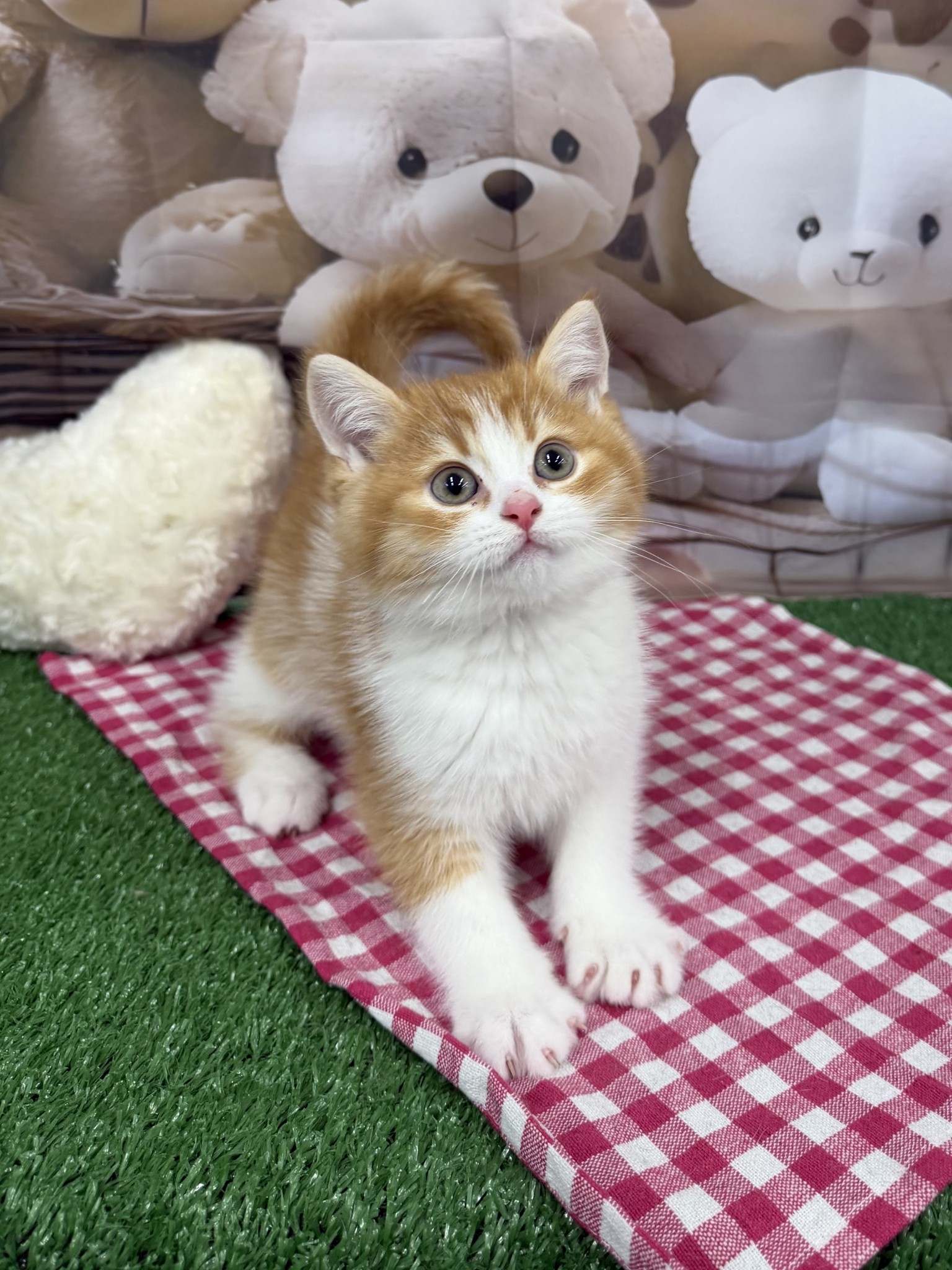 静岡県のスコティッシュフォールド (マルエスペット富士見台店/2026年1月17日生まれ/男の子/レッドタビーホワイト)の子猫の4枚目の画像