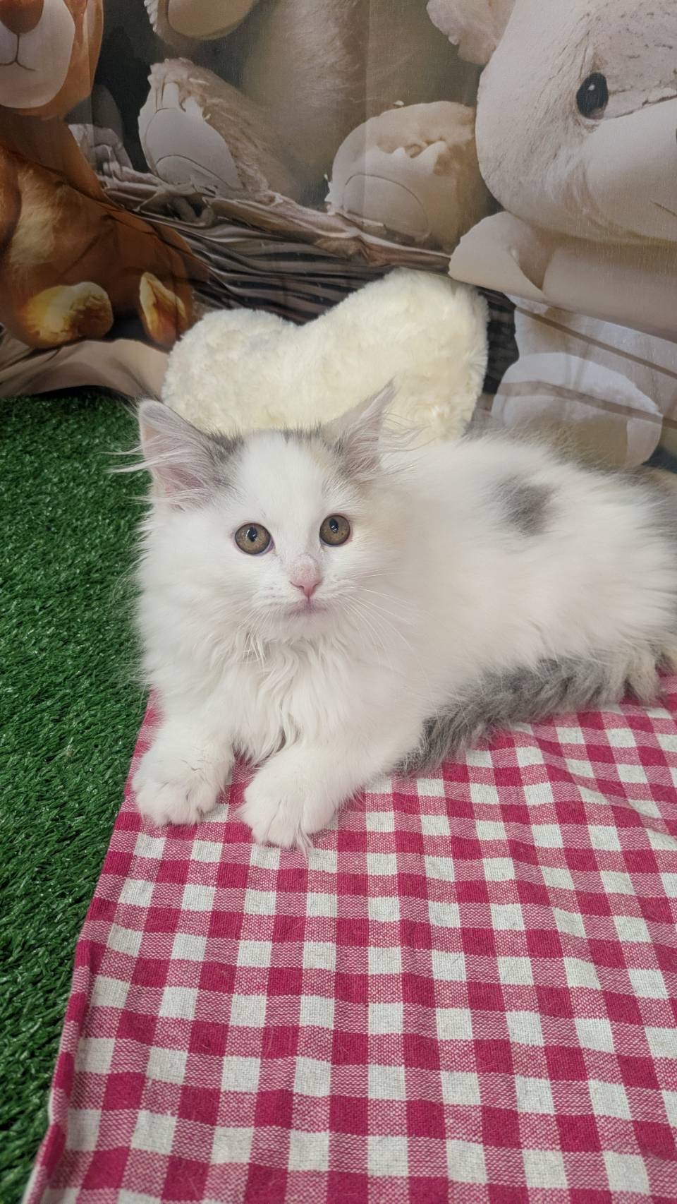 静岡県のハーフ犬・ミックス犬 (マルエスペット富士見台店/2026年1月7日生まれ/女の子/ブルーパッチドタビーホワイト)の子猫の4枚目の画像