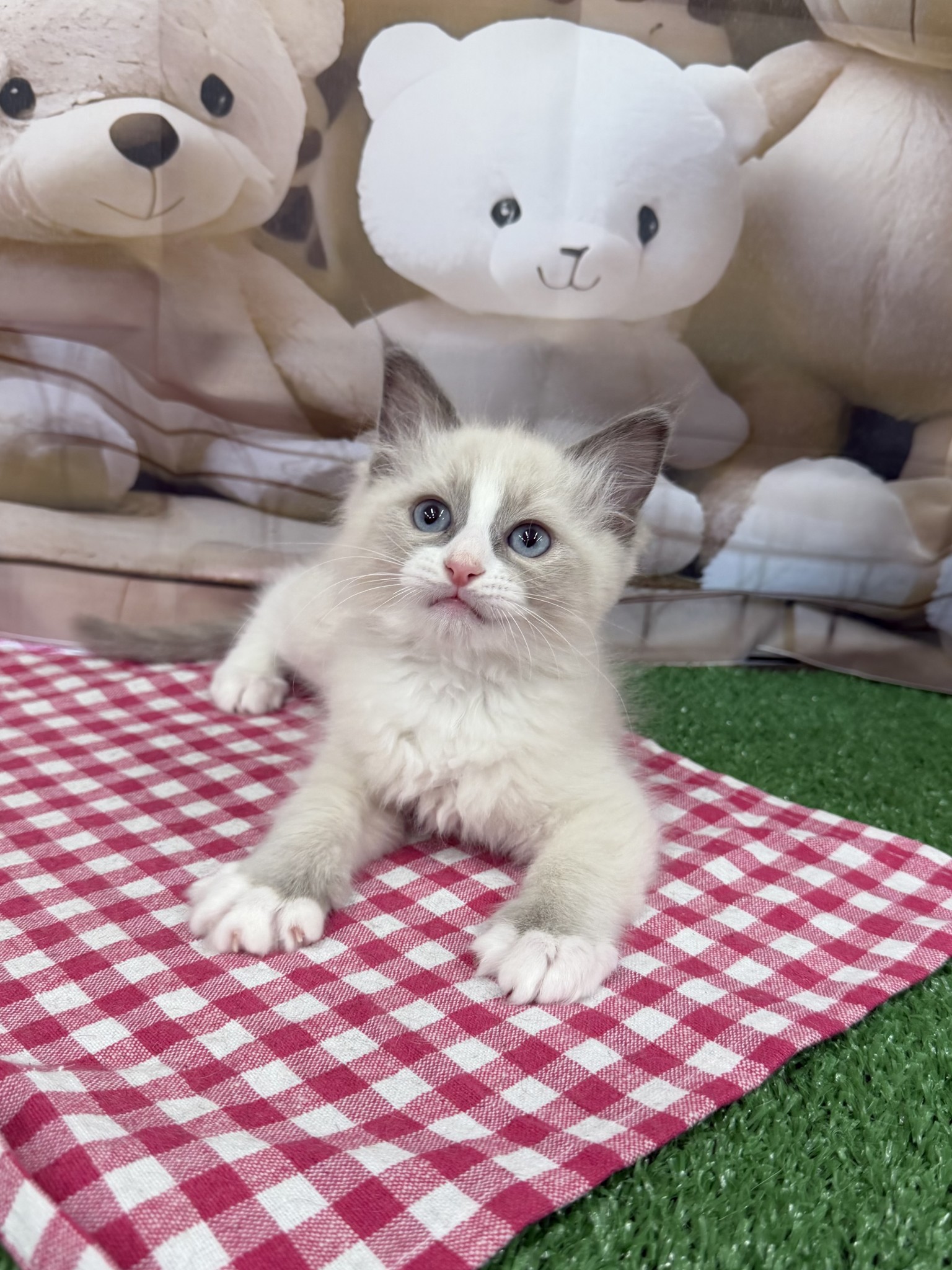 静岡県のラグドール (マルエスペット富士見台店/2026年1月22日生まれ/男の子/ブルーポイントバイカラー)の子猫の3枚目の画像