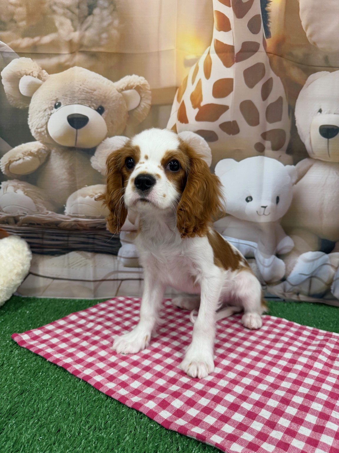 静岡県のキャバリアキングチャールズスパニエル (マルエスペット富士見台店/2025年12月8日生まれ/男の子/ブレンハイム)の子犬の4枚目の画像