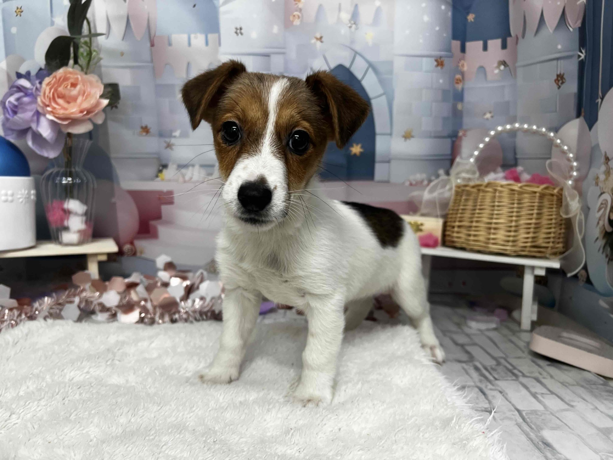 静岡県のジャックラッセルテリア (マルエスペットホームアシスト店/2025年12月23日生まれ/女の子/ホワイトタン)の子犬の1枚目の画像
