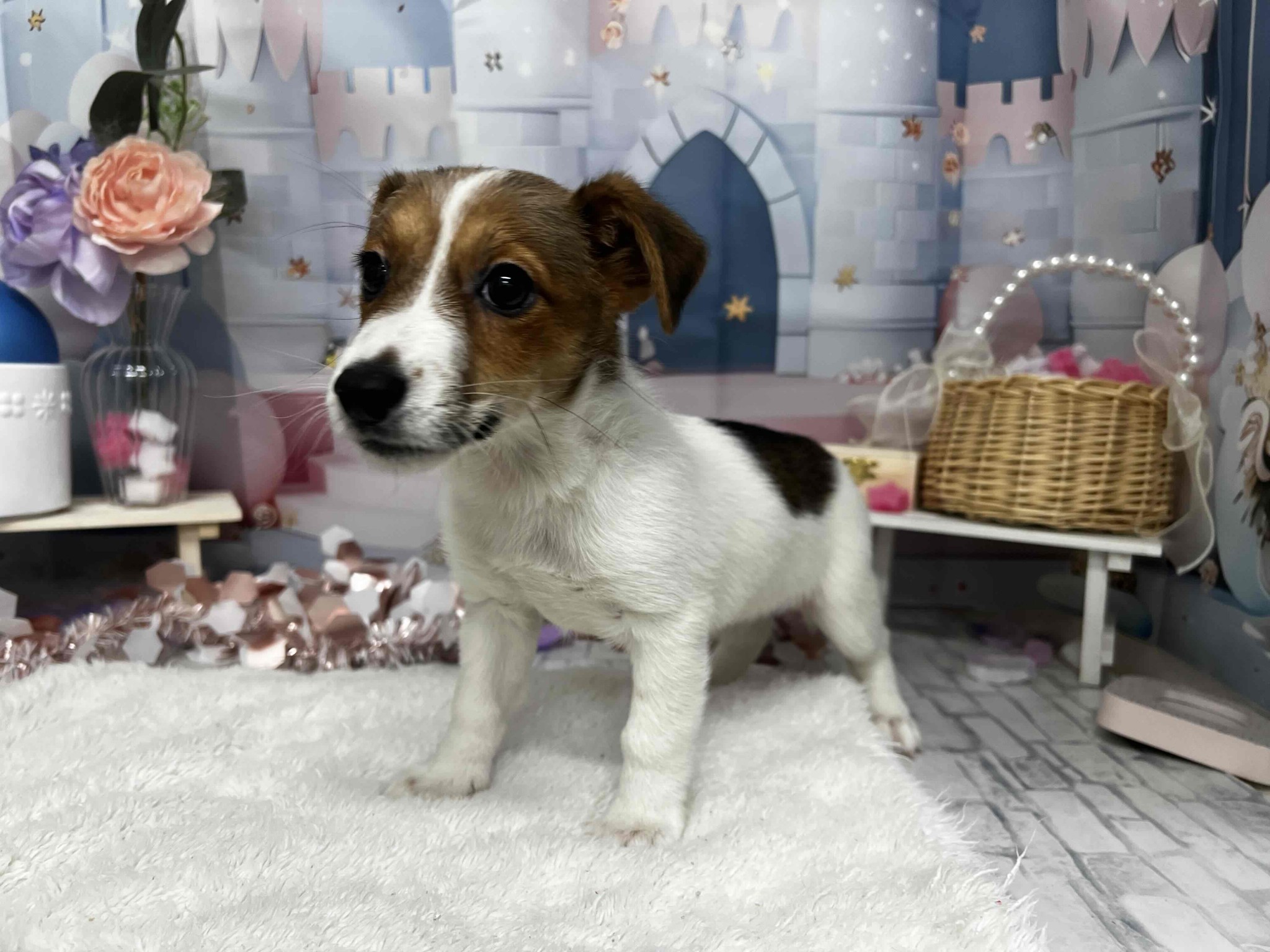 静岡県のジャックラッセルテリア (マルエスペットホームアシスト店/2025年12月23日生まれ/女の子/ホワイトタン)の子犬の2枚目の画像